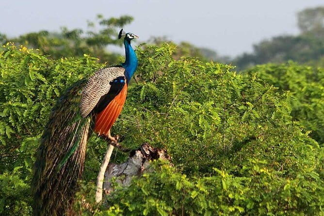 Day Excursions to Wilpattu National Park from Negombo - Final Thoughts: Is This Tour Worth It?