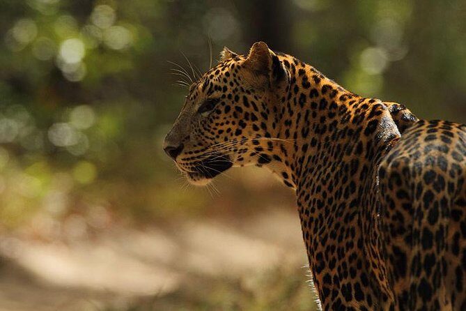 Day execution trincomalee to Wild safari willpattu national park - Exploring the Trincomalee to Wilpattu Safari: An In-Depth Review