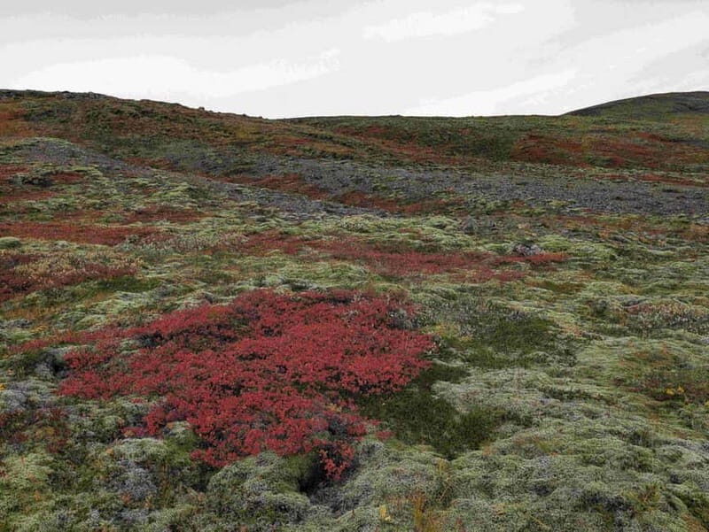 Day Hike to Grimannsfell: Waterfall & Legacy - moderate - What Reviewers Say