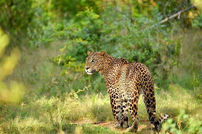 Day Tour from Colombo to Yala National Park Safari - An In-Depth Look at the Yala Safari Day Tour