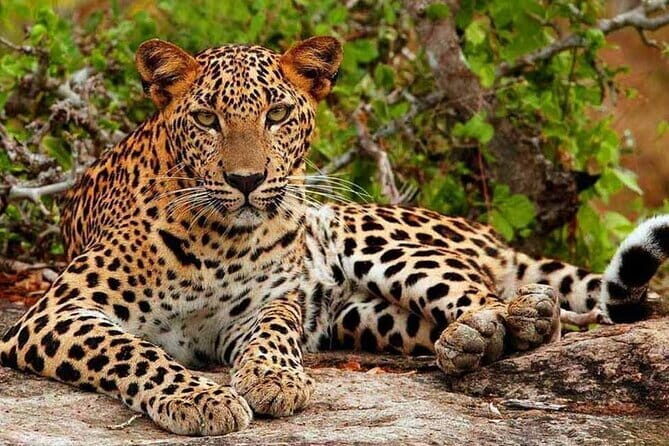 Day Tour from Colombo to Yala National Park Safari - Final Thoughts: Is This Tour Worth It?