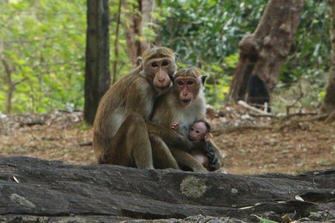 Day Tour from Dambulla to Sigiriya or Pidurangala & Polonnaruwa - FAQ