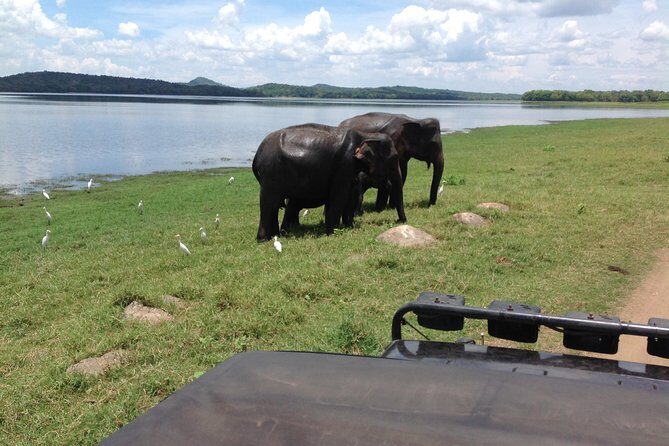 Day Tour from kandy to Sigiriya, Dambulla & National Park safari. - Reviews and Authentic Insights