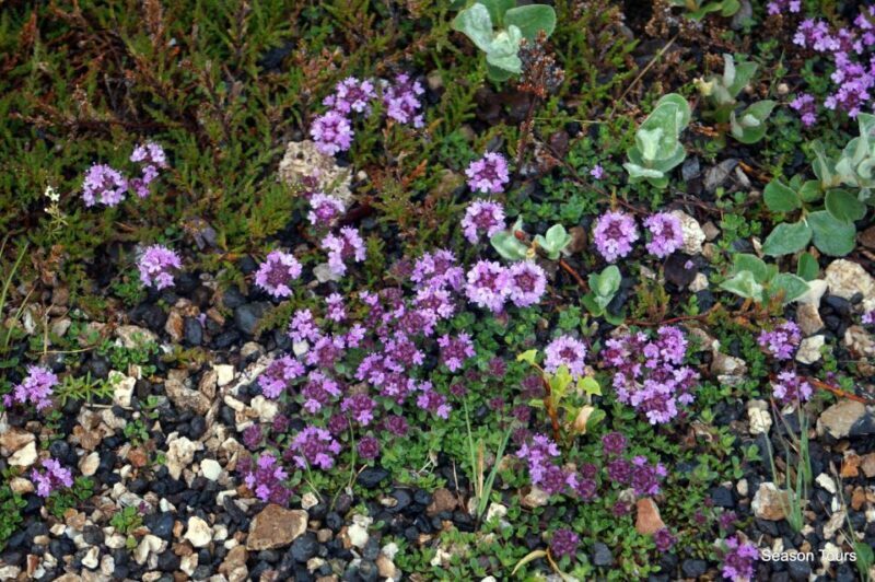 Day tour from, Reykjavik, KEF, Hveragerði, Selfoss or Hella - An In-Depth Look at What to Expect