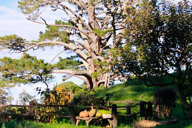 Day Tour Hobbiton + Rotorua from Auckland in Luxury Minibus - The Sum Up