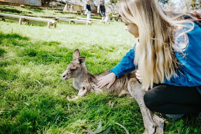 Day Tour in Mt. Field, Mt. Wellington, Bonorong Wildlife Sanctuary and Richmond - Key Points