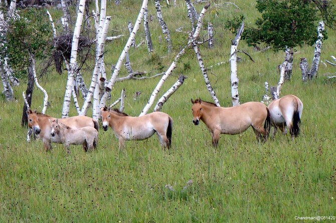 Day Tour of Hustai National Park - Authentic Encounters and Cultural Insights