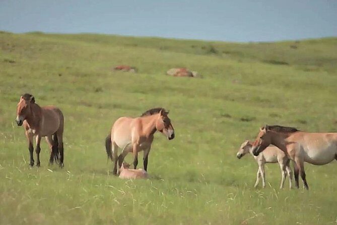 Day Tour of Hustai National Park - Who Is This Tour Best For?