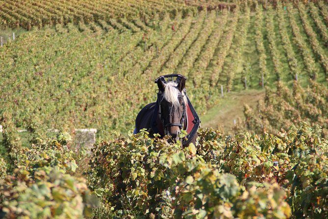 Day tour of the road of the Grands Crus vineyards of Burgundy. - The Sum Up