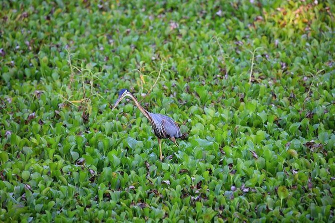 Day Tour to Anawilundawa Wetland Sanctuary - Transportation and Overall Comfort