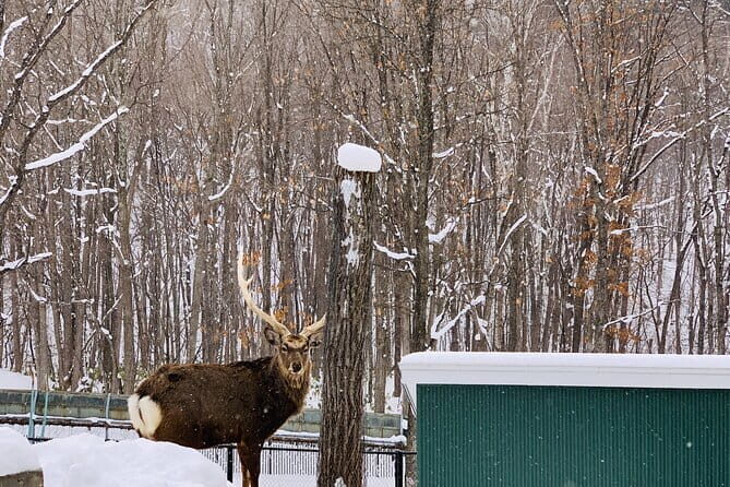 Day Tour to Asahiyama Zoo Biei Blue Pond Furano by Private Car - Who Would Love This Tour?