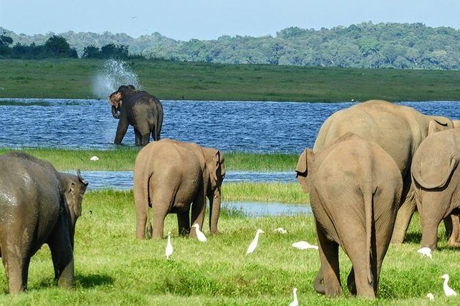 Day tour to Minneriya National Park,Sigiriya & Dambulla from Kandy - The Journey Through Sri Lanka’s Top Sights
