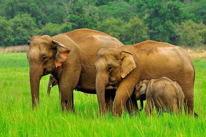 Day tour to Minneriya National Park,Sigiriya & Dambulla from Kandy - Who Should Book This Tour?