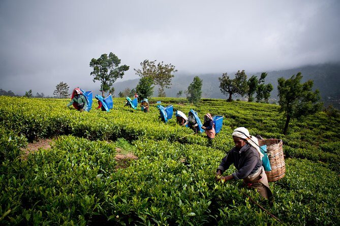 Day tour to Nuwareeliya (Little England) from Kandy - FAQ