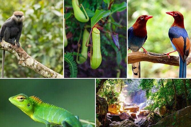 Day Tour to Sinharaja Rain Forest - Key Points