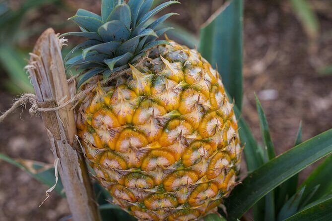 Day tour to the amazing Sete Cidades - FAQ