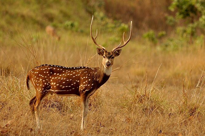 Day Tour to Wilpattu National Park from Bentota - An In-Depth Look at the Wilpattu Day Tour