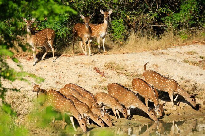 Day Tour to Wilpattu National Park From Negombo - A Closer Look at the Wilpattu Safari Experience