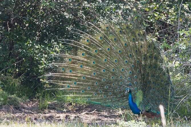 Day Tour to Wilpattu National Park From Negombo - Wildlife Spotting and Scenic Views