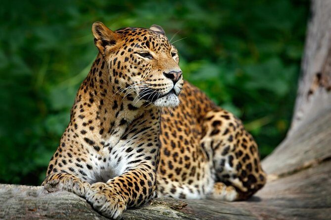 Day Tour to Wilpattu National Park From Negombo - Practical Aspects and Value