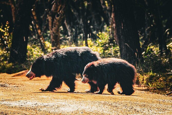 Day Tour to Wilpattu National Park From Negombo - Who Should Consider This Tour?