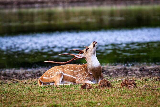 Day Tour to Wilpattu National Park From Negombo - The Experience’s Best Features