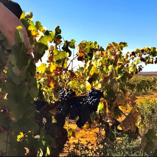 Day Trip and Discover the Heart of Alicantes Wine Country! - An In-Depth Look at the Itinerary