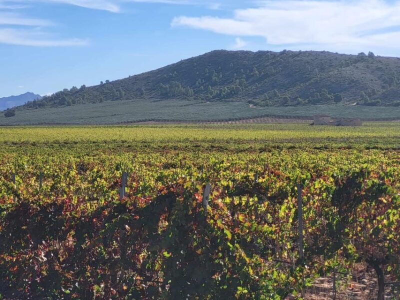 Day Trip and Discover the Heart of Alicantes Wine Country! - The Value of the Tour