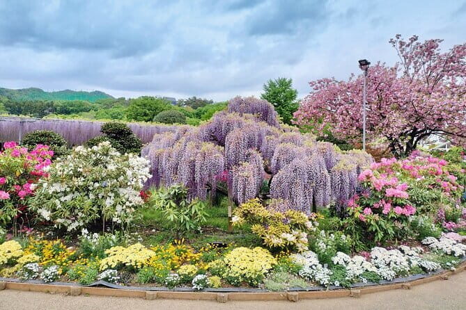 Day Trip Ashikaga Flower Park by Private Car from Tokyo - Ashikaga Flower Park: A Floral Wonderland in Every Season