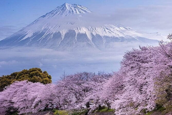 Day Trip Ashikaga Flower Park by Private Car from Tokyo - What’s Included and What’s Not