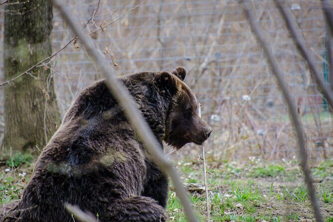 Day Trip Bear Sanctuary, Bran Castle, Rasnov Fortress from Brasov - The Sum Up
