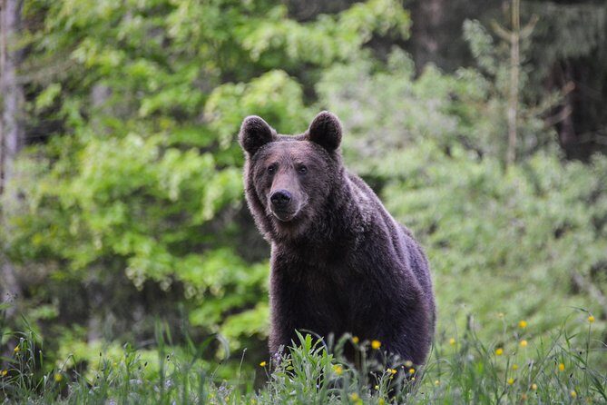 Day Trip & Bear Watching in the Land of Volcanoes - A Closer Look at the Itinerary: What to Expect from Each Stop
