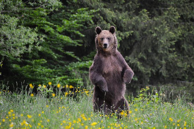Day Trip & Bear Watching in the Land of Volcanoes - Final Thoughts