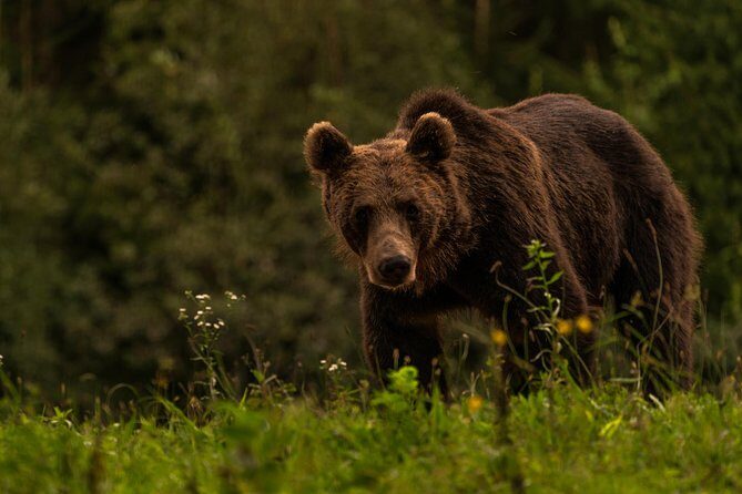 Day Trip & Bear Watching in the Land of Volcanoes - FAQ