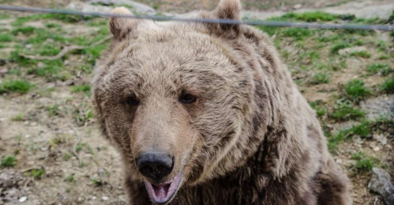 Day trip Bran Castle, Rasnov Fortress and Bear Sanctuary - Final Thoughts