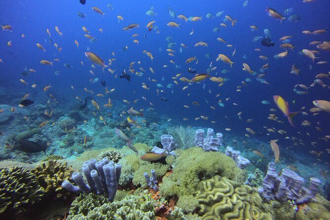 Day Trip Discover Scuba dive in Nusa Penida 2 dives (From Sanur - South Bali) - Frequently Asked Questions