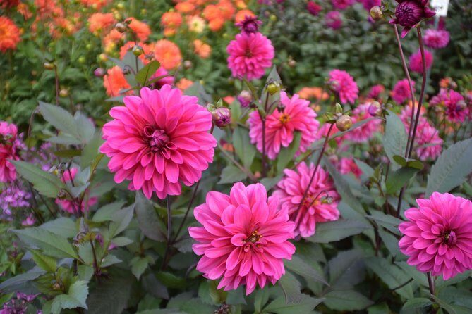 Day Trip Flower Island of Mainau including Meersburg - Who Will Love This Tour?