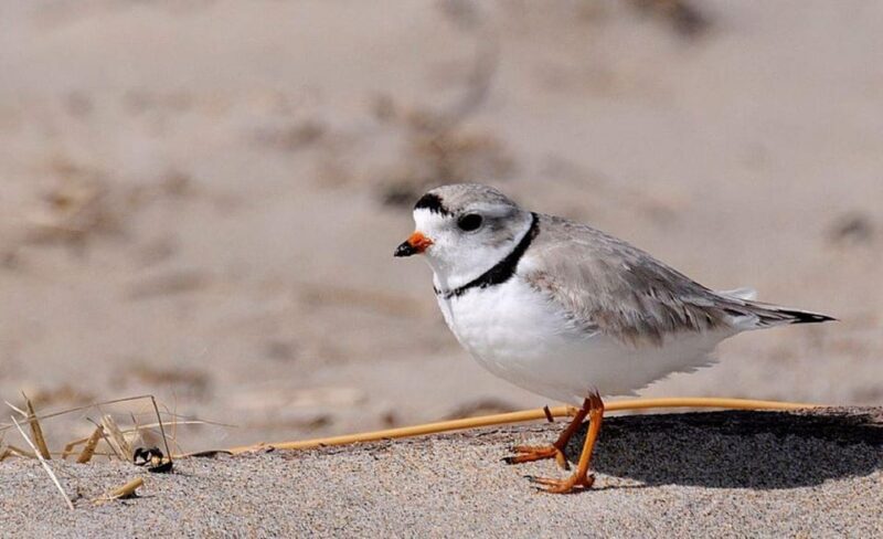 Day Trip from Boston: Guided Nature Walk at Crane Estate - Key Points
