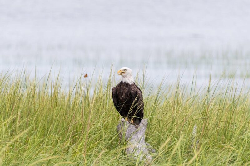 Day Trip from Boston: Guided Nature Walk at Crane Estate - Who Is This Tour Ideal For?