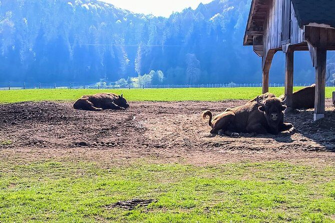 Day trip from Brasov: Bison reserve & traditional lunch - Exploring the Day Trip: A Detailed Look