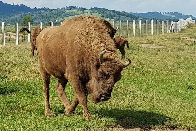 Day trip from Brasov: Bison reserve & traditional lunch - Pricing and Value