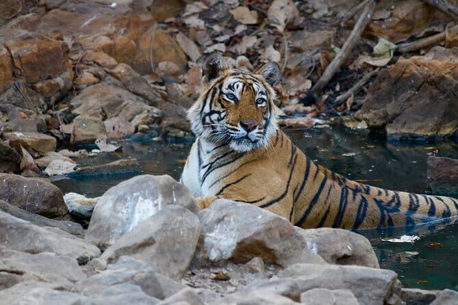 Day Trip from Jaipur to Ranthambore Safari - An In-Depth Look at the Tour Experience