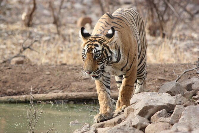 Day Trip from Jaipur to Ranthambore Safari - Who is This Tour Best For?
