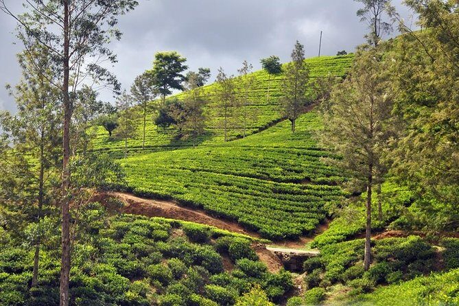 Day-trip from Kandy to Nuwara Eliya - Lanka Ramayana Tour - Key Points