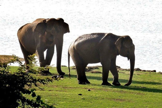 Day-trip from Tangalle to Mulgirigala & Ramba Vihara & Udawalawe NP - Safari - Final Thoughts