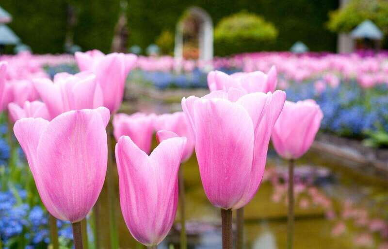 Day Trip from Vancouver to Victoria and Butchart Gardens - Key Points