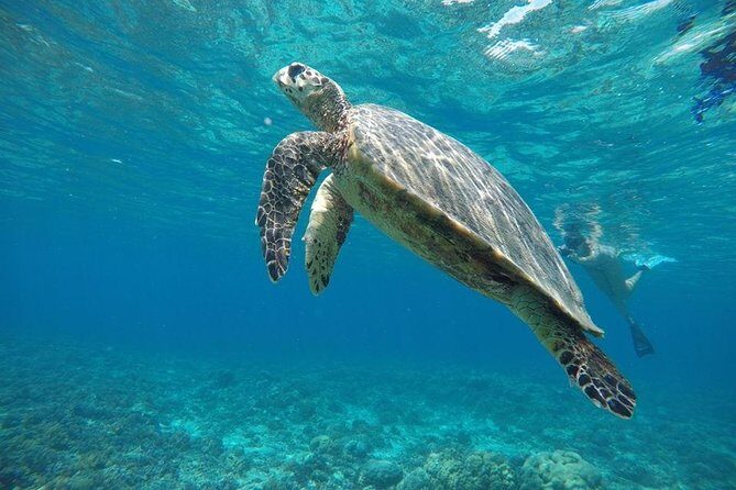 Day Trip Gili Trawangan, Gili Meno, Gili Air (Depart Lombok) - Who Would Love This?
