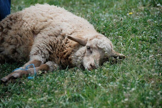 Day trip -Mtskheta-Jvari Gori-Uplistsikhe - Why This Tour Offers Great Value