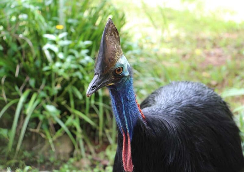 Day Trip: Rainforest & Aboriginal Culture Tour - Review Highlights and Common Concerns