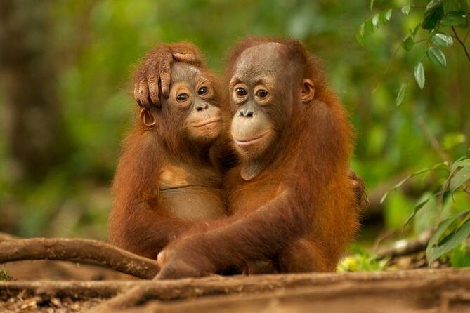 Day Trip Sepilok Orang-utan And City Tour - Introduction